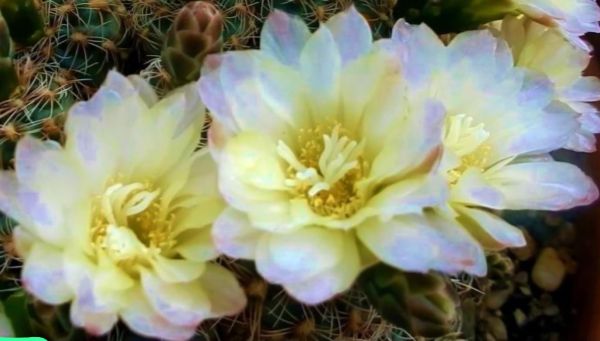 Gymnocalycium bruchii ssp. deminii - VG1176